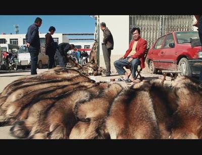 改革开放后，蠡县皮毛皮革产业的辉煌与转型